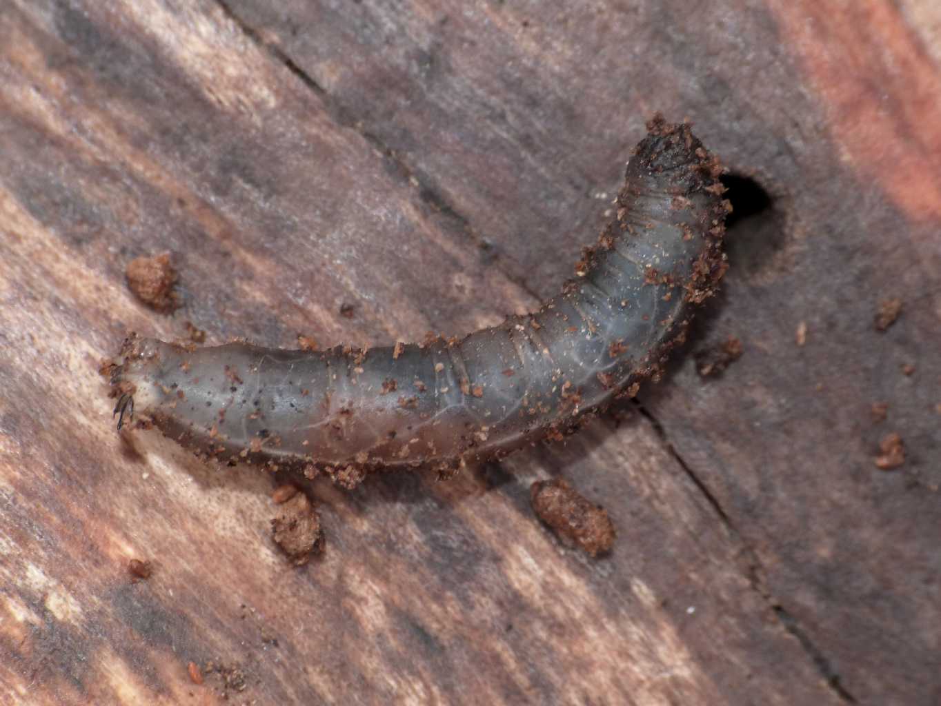 Larva nel legno: Tanyptera sp.?